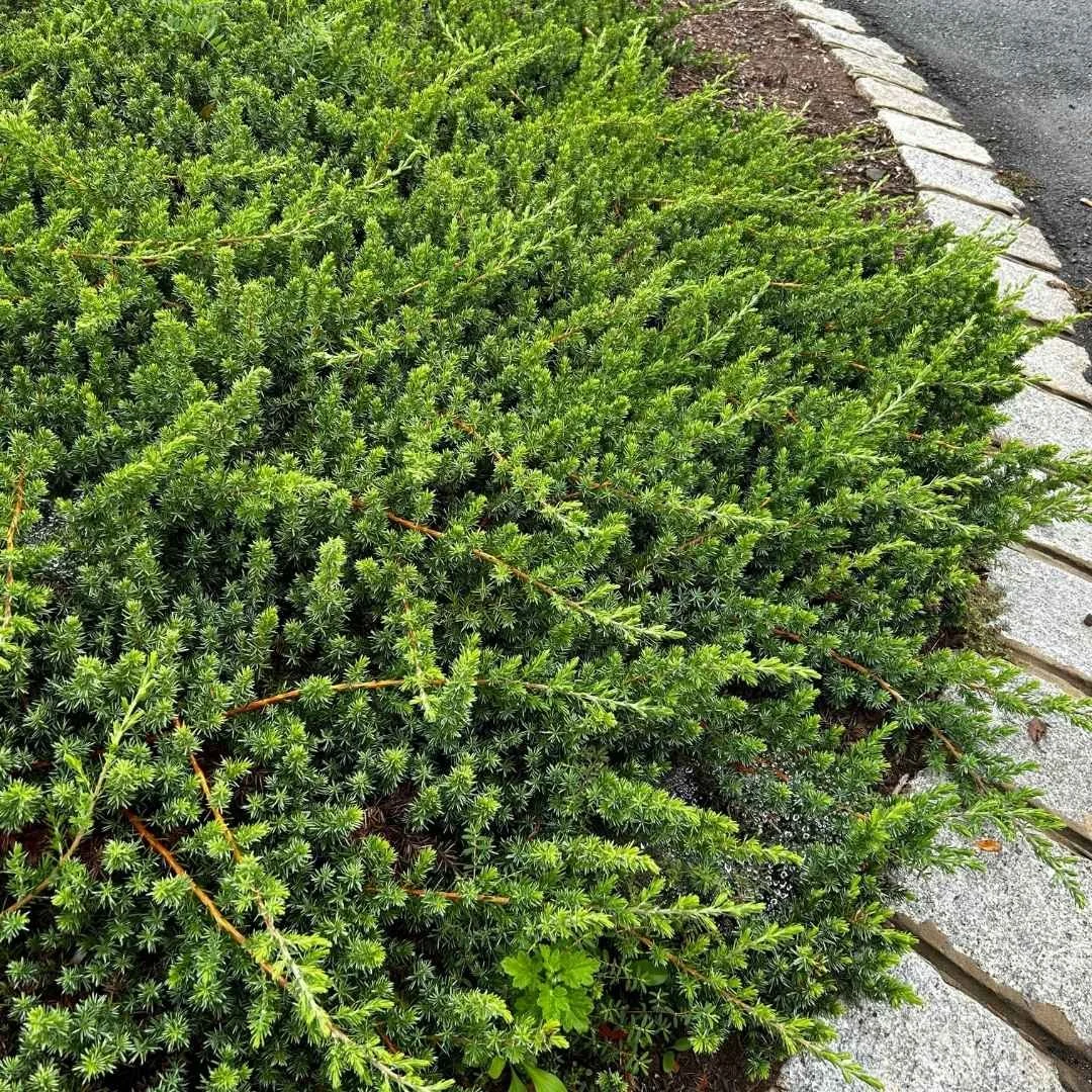 Evergreen Landscaping Shrubs — Plant and Bloom Design Studio